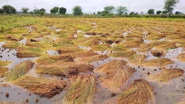 लगातारको झरीले खेतमै झर्न थाल्यो पाकेको धान