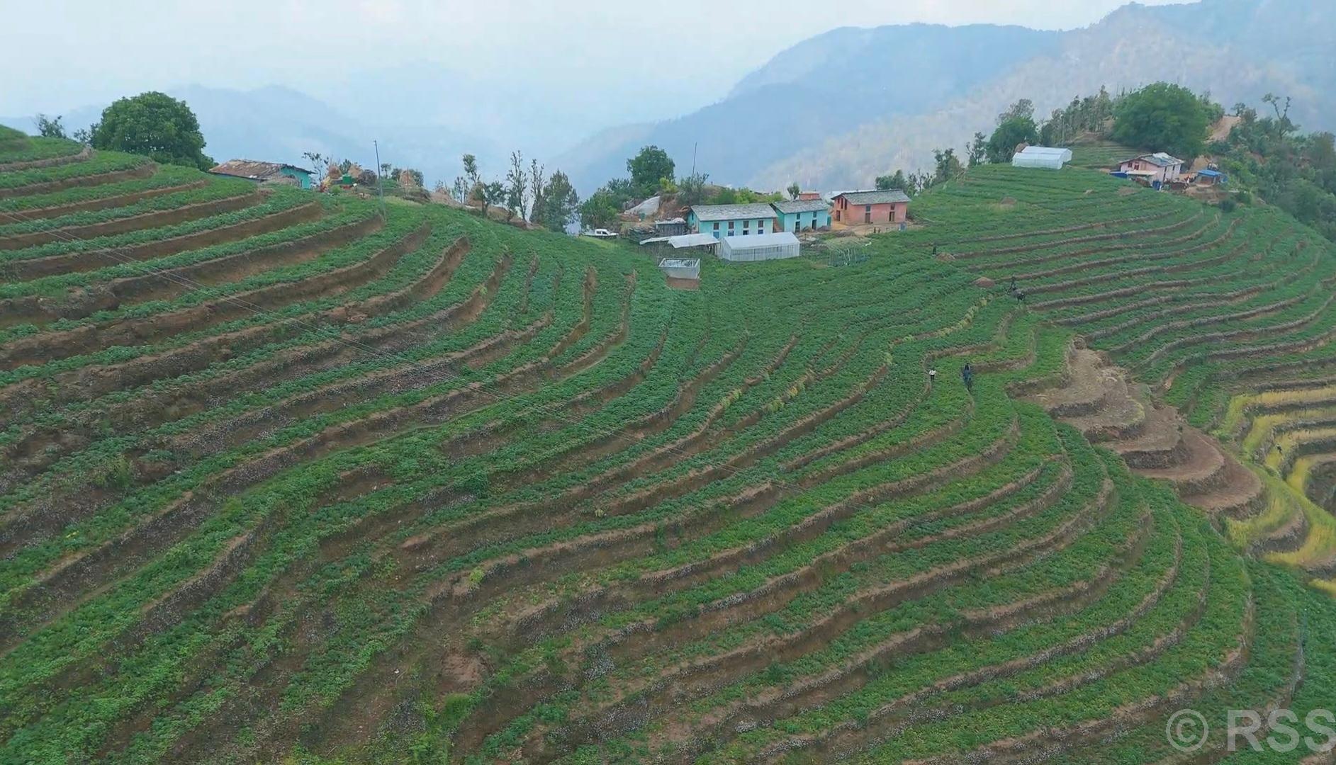 आलु खेतीबाट आत्मनिर्भर बन्दै किसान