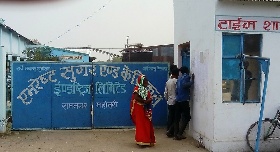 एभरेष्ट चिनी मिलको ८९ दिनको उखु क्रसिङ सम्पन्न