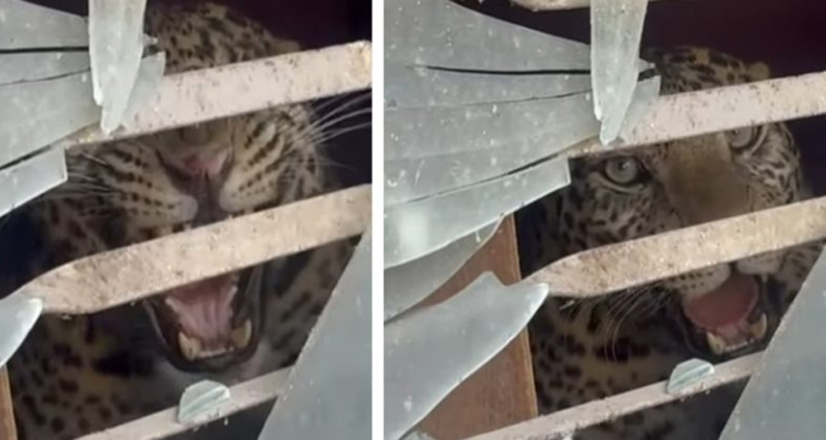 काठमाडौंमा घरभित्र पस्यो चितुवा, आक्रमणमा परेर दुई जना घाइते