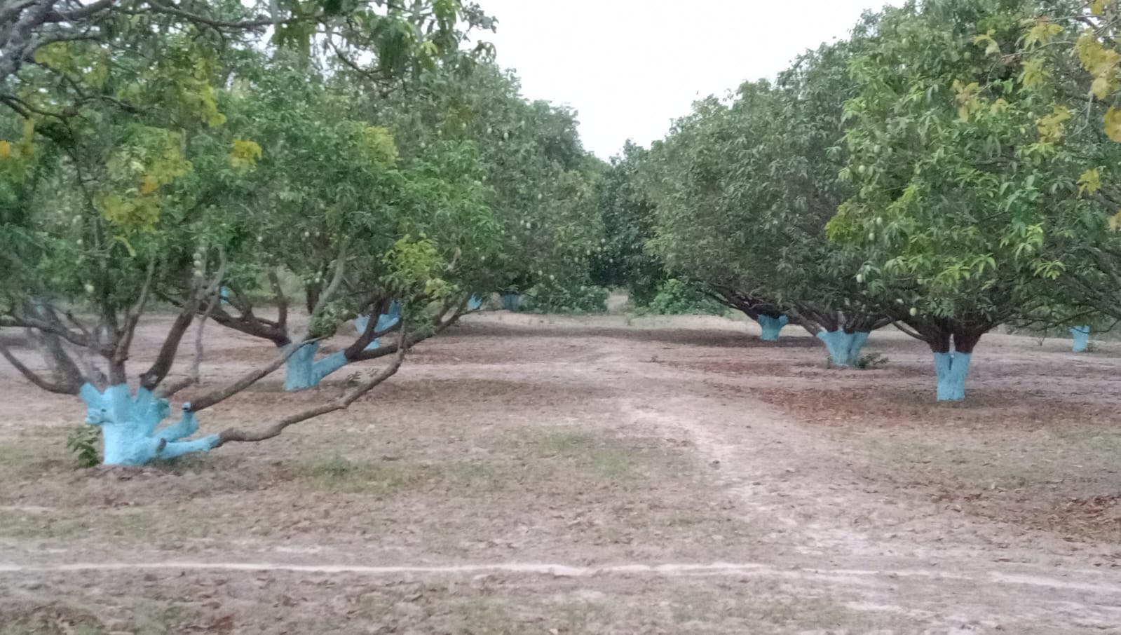आँपको सुगन्धले चिनिएको श्रीपुर गाउँ